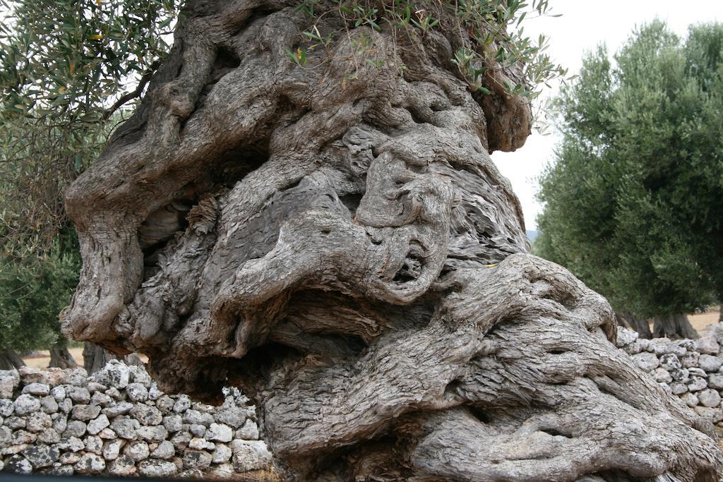 Masseria Torremossa Fasano Dış mekan fotoğraf